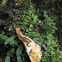 Slug