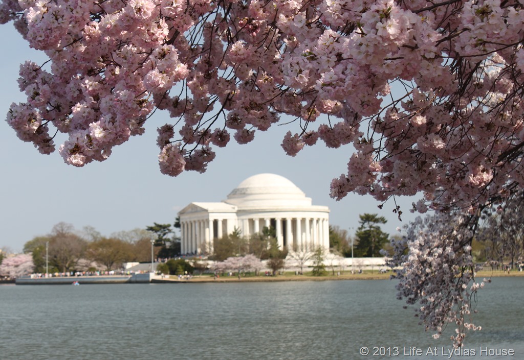 [cherry%2520blossoms%252017%255B12%255D.jpg]