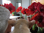 Francesca!  Come and take a look at this!  Dazzling color, at last! 5