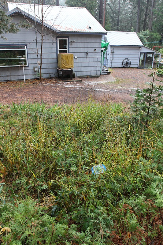 [111124_Phyllostachys-bissetii_01%255B1%255D.jpg]