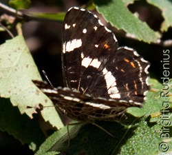 butterfly_20110802_skg1 butterfly_20110802_skg1