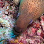 Giant moray