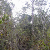 Sibuatan vegetation (Daniel Quinn, August 2011)