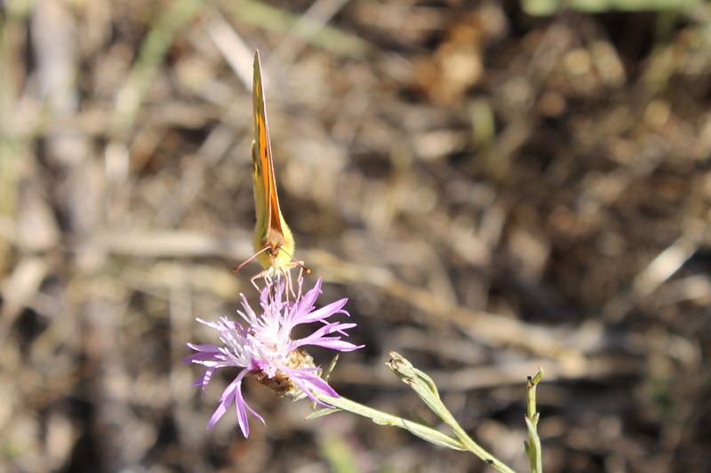 [Schmetterling%2520auf%2520Flockenblume%255B13%255D.jpg]