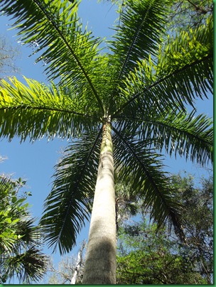 Fakahatchee,  Collier-Seminole, Pather NWR & Chokoloskee 069