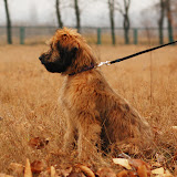 Abi - DSC_0345.jpg