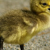 gosling just fitting in frame.jpg