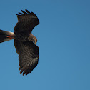 Female Snail Kite