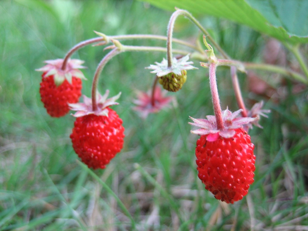 [3_wild_strawberries_close_up_uk_2006%255B3%255D.jpg]