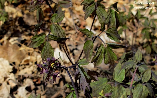 flori-primavara-canada Caulophyllum thalictroides
