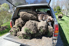 The guys have dug up all this sod - maybe I can help stack some more in this pickup.  On second thought, it's heavy and dirty - that's not going to happen.