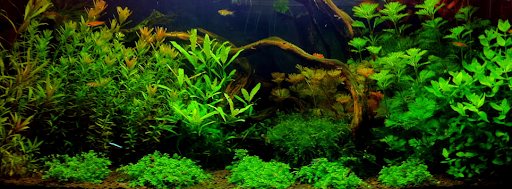 http://www.naturalaquascaping.com