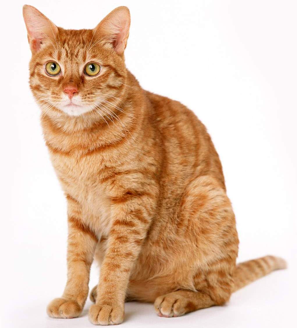 [Image: Ginger+Cat.jpg]