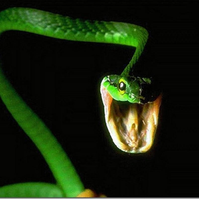 Самые ядовитые змеи в мире