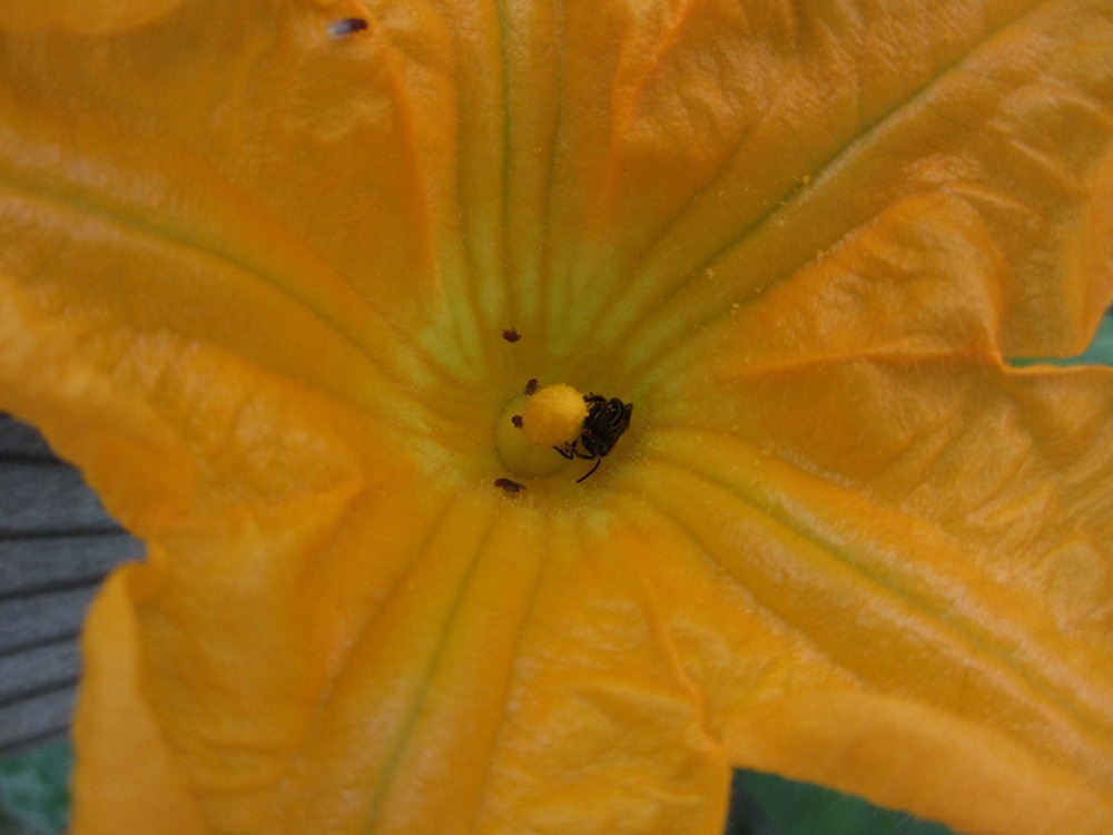 [pumpkin%2520%252810%2529%255B3%255D.jpg]