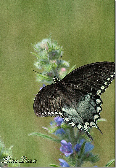 S_Butterfly3_Lobelia