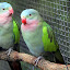 Princess Parrots at Lone Pine Sanctuary - Brisbane, Australia
