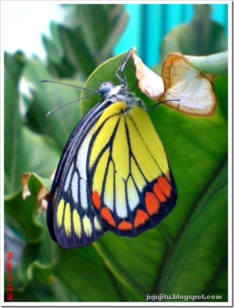 foto kupu-kupu bersayap kuning