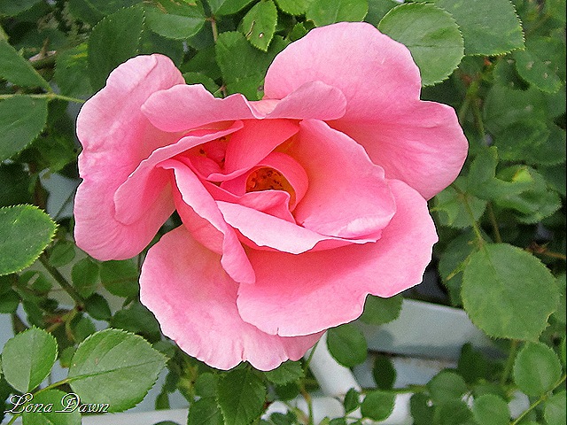 [Rose_Garden_Show_Climber%255B9%255D.jpg]