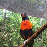 A lorikeet at the Nashville Zoo 09032011d