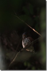 Red-chested Owlet