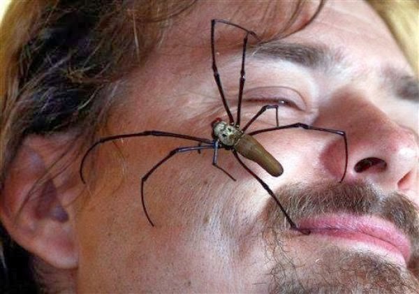 [australia-scary-spiders-014%255B2%255D.jpg]