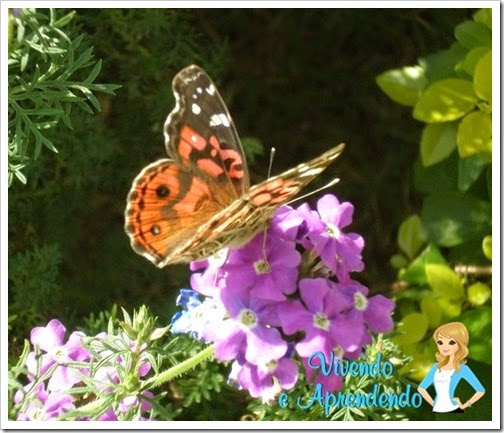 borboleta2 borboleta2