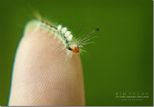 caterpillar