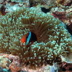 Wieder mal ein Anemonenfisch, Hoga