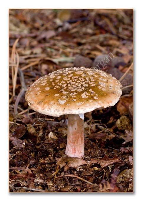 Fungi 7  Gry Spot Am