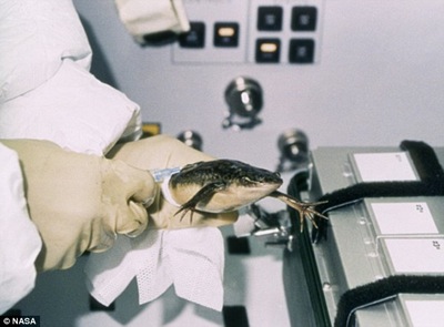 In September 1992 Nasa scientists sent female frogs into space aboard Endeavour