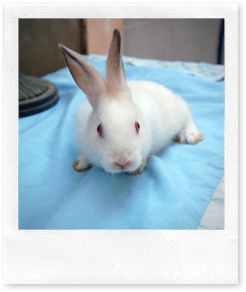 ריבקי 2010-2012