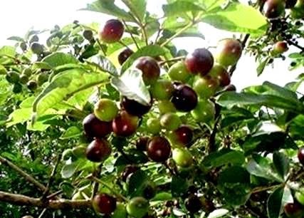 [Vitex%2520cymosa%255B3%255D.jpg]