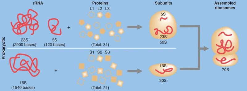 70S ribosome subunits 70S ribosome subunits