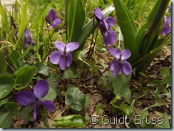 Viola alba fiore viola_110