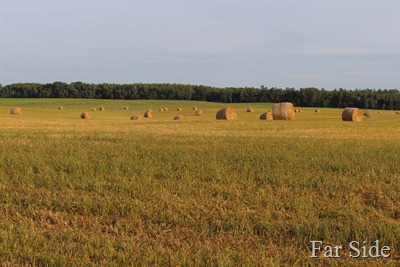 Hay Bales