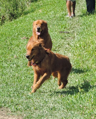 Dogs Trekking 6 (63) Dogs Trekking 6 (63)