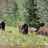 Manada inteira de bisões - Estrada para Watson Lake, Yukon, Canadá