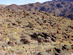 Joshua Tree, 49 palms Oasis trail (Photo by Bob Moore)