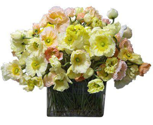 [poppies-michael-george4.png]