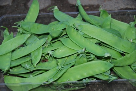 [ervilhas%2520DSC_0127DSC_042447%255B3%255D.jpg]