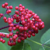 Elder_Coastal_Red_5.jpg