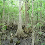 Beidler Forest 008.jpg