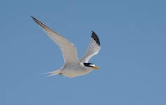 DSC_0493_new.jpg