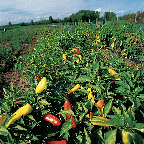 Bio-Ferme Laval