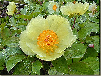 paeonia_mlokosewitschii1
