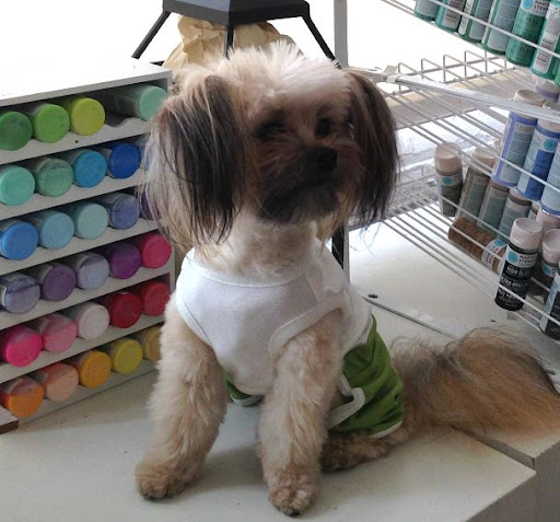 This is Butch, owned by Dana Spitler, Merchandising Finance Manager, wearing the Scout T-Shirt. “When I get dressed in the morning, I dress for comfort,” barks Butch, a gifted finance fashionista. This is Butch, owned by Dana Spitler, Merchandising Finance Manager, wearing the Scout T-Shirt. “When I get dressed in the morning, I dress for comfort,” barks Butch, a gifted finance fashionista.