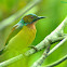 Brown-throated Sunbird