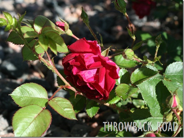 rose 002