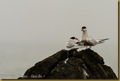 Common Tern